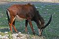Zoo Schmiding 011